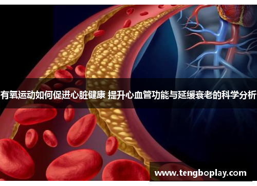 有氧运动如何促进心脏健康 提升心血管功能与延缓衰老的科学分析